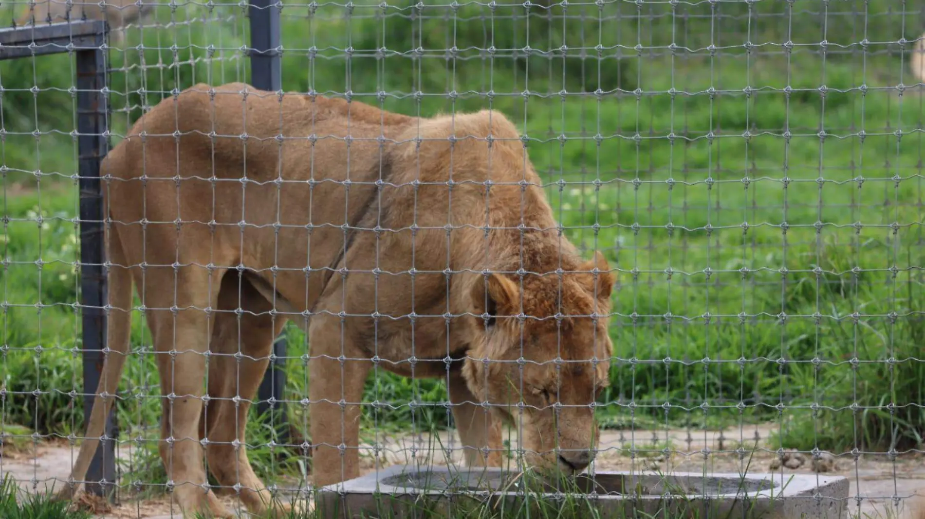 leones IGNACIO HUITZIL.2